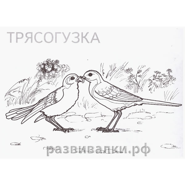 Раскраска перелетные птицы для детей Раскраска перелетные птицы для детей